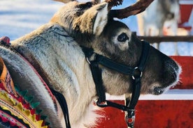 Arctic Animals Adventure with Lunch Buffet