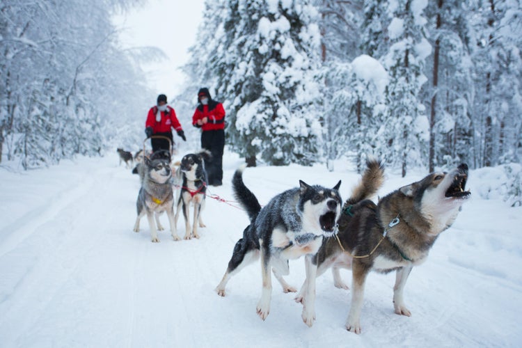 Best-Time-for-Dog-Sledding-in-Finland.jpg