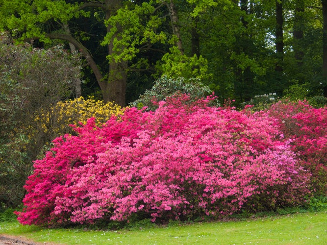 photo of view of garden botani in ,meise in belgium.