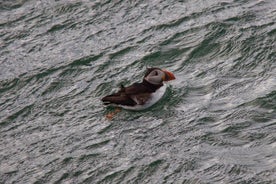 Crociera turistica di 1,5 ore nel Firth of Forth