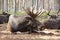 Arctic Moose Farm, Överkalix kommun, Norrbotten County, Sweden