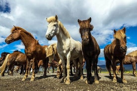 Passeio a Cavalo Viking e Círculo Dourado de Reykjavik