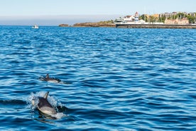 Osservazione dei delfini a Cascais