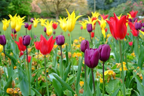 Photo of Colorful tulips seen at Cannon Hill Park in Birmingham, UK.
