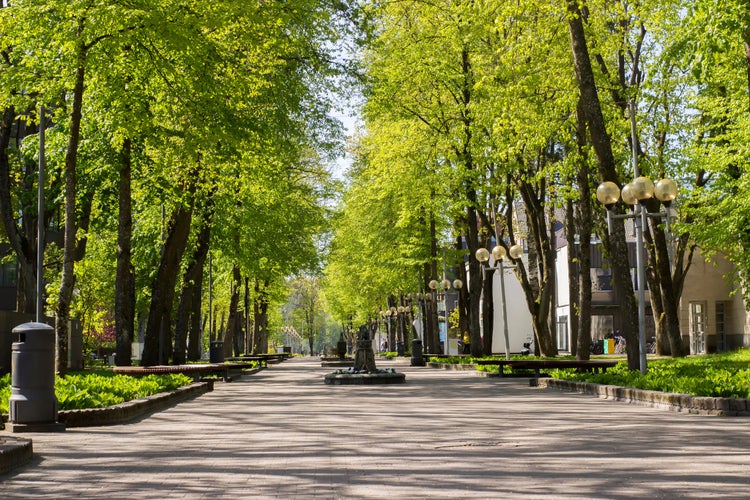 Green Park, alley in Druskininkai Lithuania. Vilnius avenue in the morning