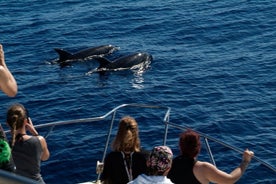 Whales watching trip with local crew