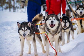 Pienryhmähusky-safari ja moottorikelkkaelämys Rovaniemellä