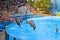 Dolphinarium - show with dolphins in Zoomarine.