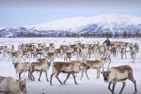 Hreindýraheimsókn og samísk menning þar á meðal hádegisverður frá Tromsö