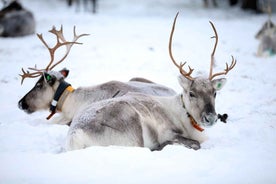 Kuusamo: Reindeer Farm Visit