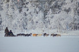 ทัวร์ชมพระอาทิตย์ขึ้น Zen Husky (10:00 น. - 13:30 น. - นั่ง)