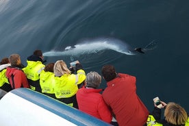 Excursão de Observação de Baleias, Saindo de Reykjavik