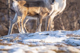 Kiruna: Daytime Snowshoe Hike