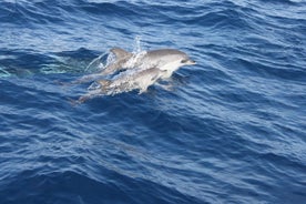 Delfin-Mini-Bootstour in Playa del Carmen