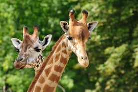 パフォス動物園訪問 & ブルー ラグーン クルーズ (ローカル ガイド付き) リマソール