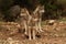 Lobo Park, Antequera, Antequera, Malaga, Andalusia, Spain