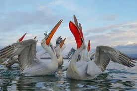 Lake Kerkini Wildlife Day Trip from Thessaloniki