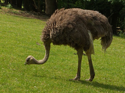 Photo of Common ostrich in Safari Park in Dvůr Králové nad Labem, Eastern Bohemia, Czech Republic, Europe.