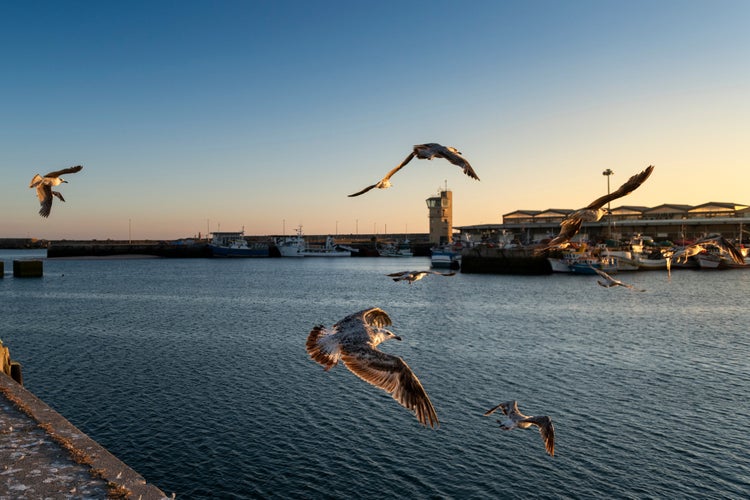 Photo of Seagulls taking flight at the fishing harbour of the city of Povoa de Varzim, in Portugal.