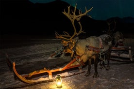 Rentierschlittenfahrt und Fütterung mit Aussicht auf Nordlichter in Tromsø