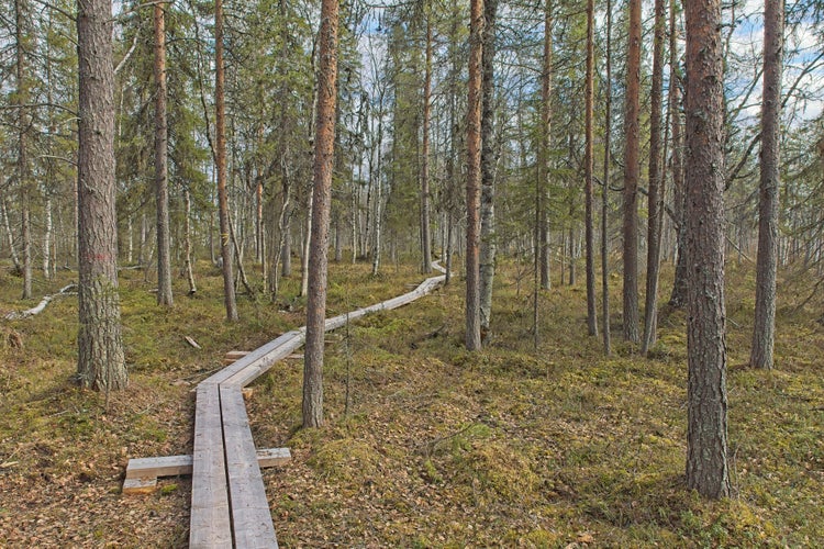 Hiking trail duckboard path on Viiankiaapa Nature Trail at Viiankiaapa Mire Reserve in cloudy spring weather, Sodankylä, Lapland, Finland. Swampy land and wetland, marsh, bog.