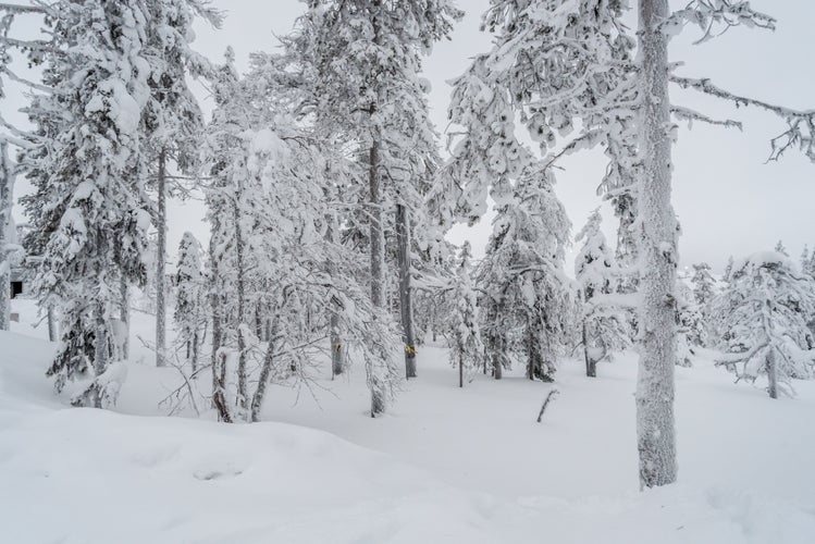 Winter landscapes in Lapland near Sirkka, Finland