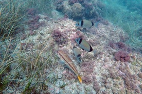 Snorkeling excursion in Isla de Tabarca