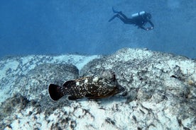 Descubre el Buceo en Costa Calma