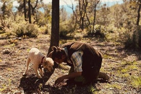 Truffle Hunting with Lunch and Brunello DOCG in Montalcino