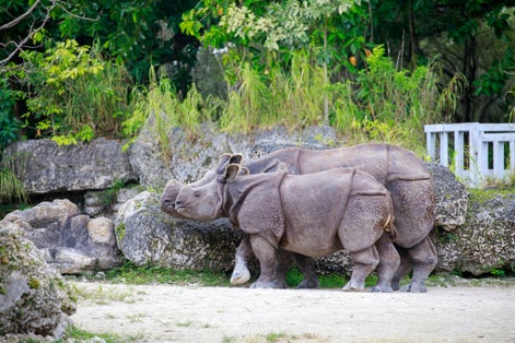 Photo of An Indian rhinoceros (rhinoceros unicornis) with its mother at Hellabrunn Zoo in Munich, Germany.