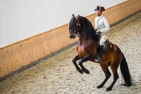 Lissabon: Portúgalskur Reiðskóli þjálfun með Lusitano hesti