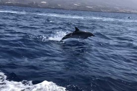 SAFARI MARÍTIMO. a Masca, Delfines, Ballenas, 3h en lancha rápida