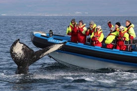 Valsafari och lunnefåglar RIB-båttur från Húsavík