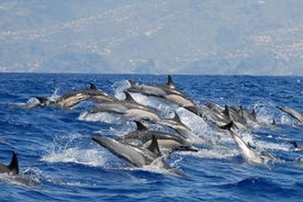 Avistamiento de ballenas y delfines en la isla de Madeira