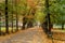 Autumn leaves falling in The Planty - a park in Krakow, Poland.