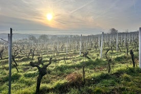 Grand Cruising - tatsing the best wines of the Rheinvalley