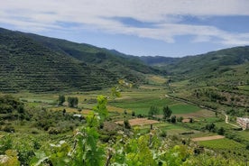 Berat 4x4 tout-terrain et dégustation de vins de vignoble