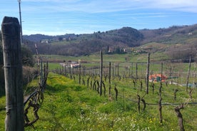 Tour de vinhos e almoço na área de Lucca