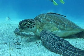 Descubra el buceo con Pissouri Bay Divers