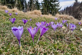 Piatra Craiului 国家公园的私人全日徒步旅行