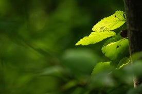 Valokuvakierros Makrokuvauksesta - Gardajärvi