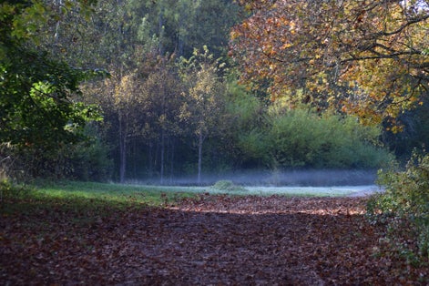 photo of autumn at a frosty morning, Judarskogens naturreservat, Bromma, Stockholm, Sweden.