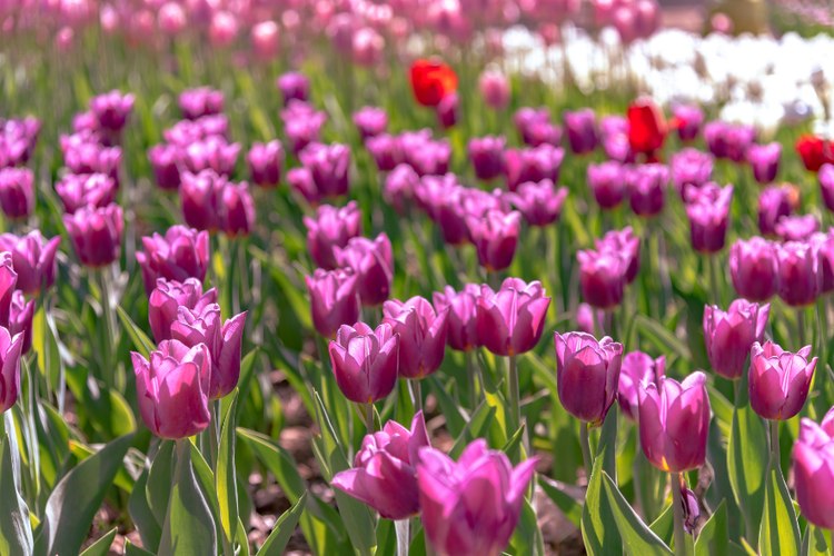 spring in split (1).png