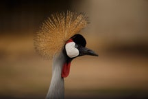 Multi-day safaris