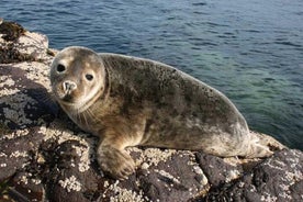 Merilintujen ja hylkeiden risteily Farnesaarille. 1,5 tuntia pitkä. Lähtö Seahousesista.