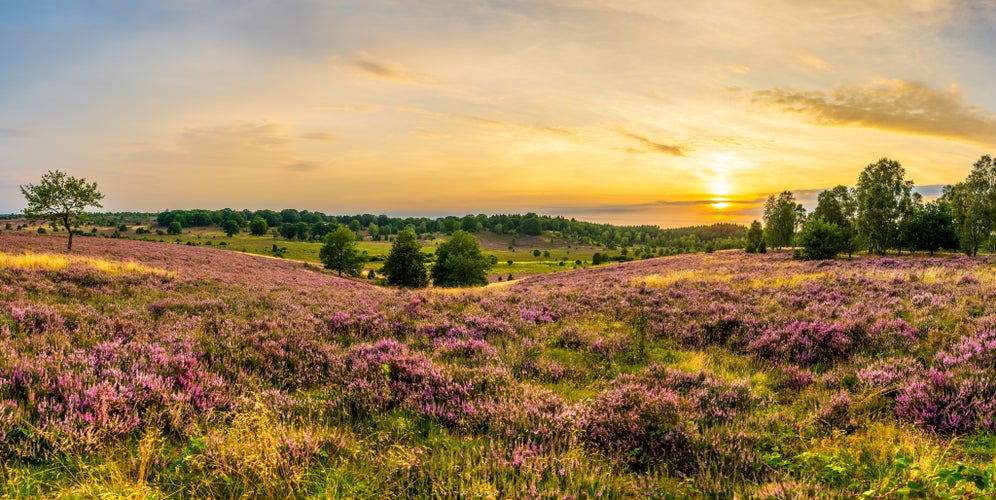 photo of view of Golden sunset sky over a purple blooming heather field. Panorama of the characteristic purple heather landscape in the nature reserve Lüneburger Heide.