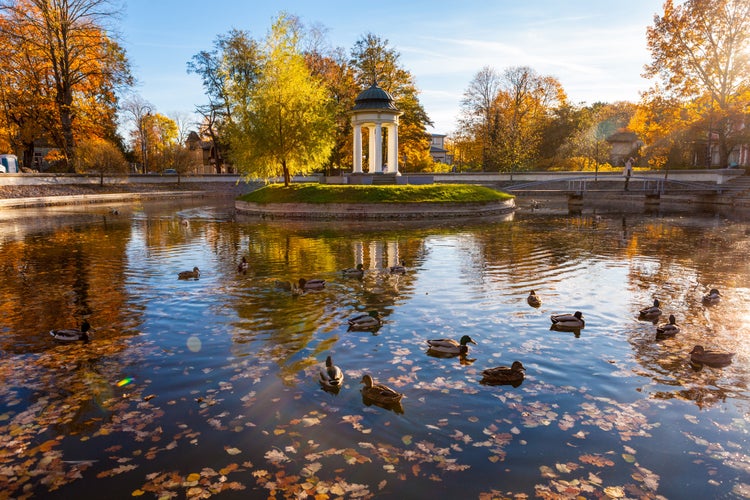 photo of view of Pavilion in the center of a pond which is covered with golden leaves in city park of Liepaja, Latvia on a sunny autumn day. There are wild ducks in the pond.