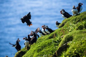 Tour privado de un día a las islas Westman