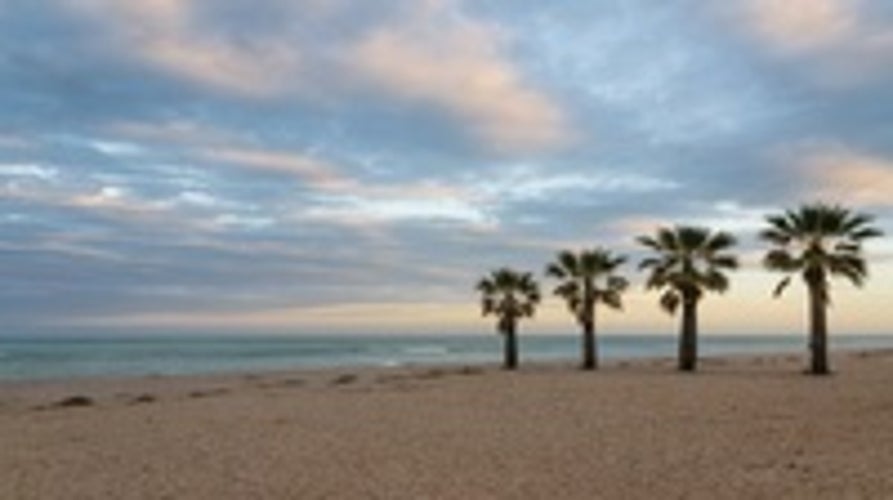 Photo of palms on the beautiful beach of Civitanova Marche, Italy.