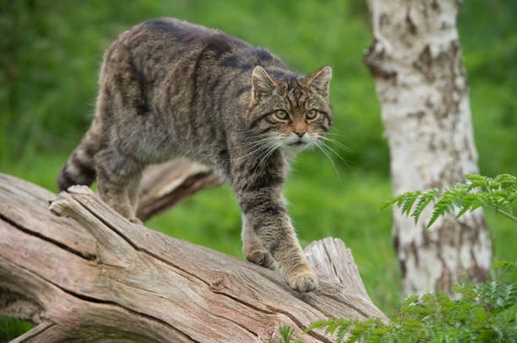 A Scottish Wildcat perched on a large tree trunk, its alert eyes scanning the surroundings.jpg